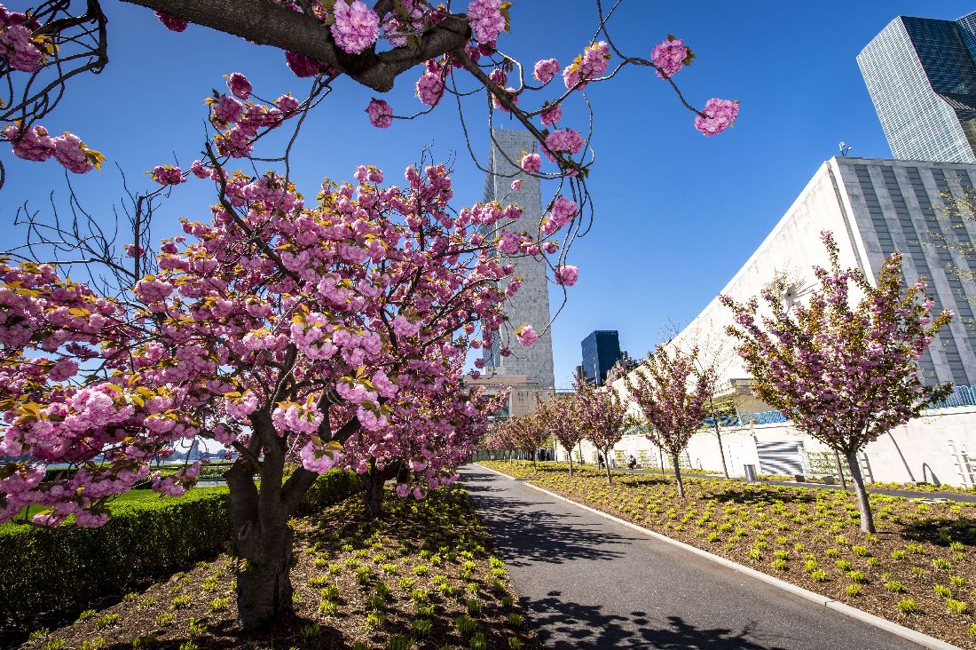UN Photo by Loey Felipe, Cherry blossoms in full bloom at the UN Headquarters against a backdrop of the Secretariat building.